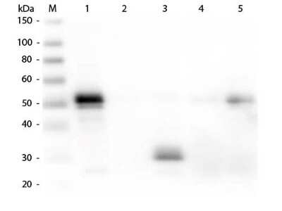 Western Blot: Donkey anti-Rabbit IgG Fc Secondary Antibody [NBP1-72766] - Lane 1: Rabbit IgG whole molecule. Lane 2: Rabbit IgG F(ab) Fragment. Lane 3: Rabbit IgG F(c) Fragment. Lane 4: Rabbit IgM Whole Molecule. Lane 5: Normal Rabbit Serum. All samples were reduced. Load: 50 ng per lane. Block: incubated with blocking buffer for 30 min at RT. Primary Antibody: Anti-Rabbit IgG F(c) (DONKEY) Antibody 1:5,000 for 60 min at RT. Secondary antibody: Anti-Donkey IgG (GOAT) Peroxidase Conjugated Antibody 1:40,000 in incubated with blocking buffer for 30 min at RT. Predicted/Observed Size: 25 and 50 kDa for Rabbit IgG and Serum, 25 kDa for F(c) and F(ab), 70 and 23 kDa for IgM. Rabbit F(c) migrates slightly higher.
